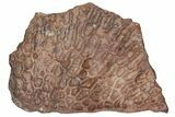Fossil Metoposaurid Skull Section - Chinle Formation, Arizona #153724-3
